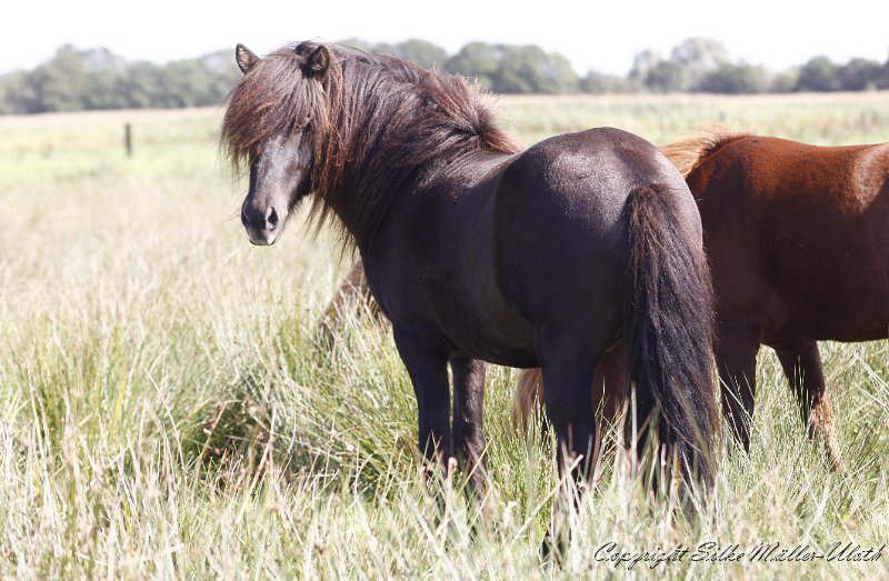_MG_0021.JPG - Kolgrimur von Heidmoor