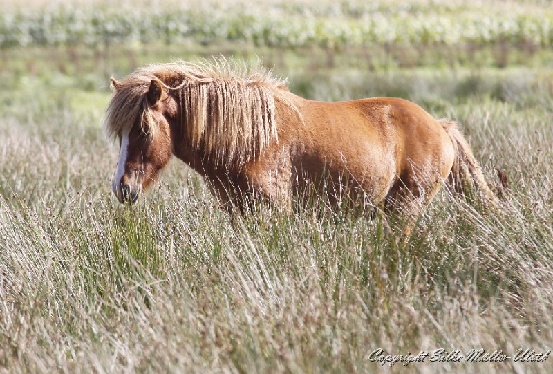 _MG_0030.JPG - Gabriel von Heidmoor