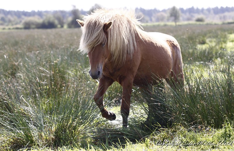 _MG_0037.JPG - Stormson von Heidmoor