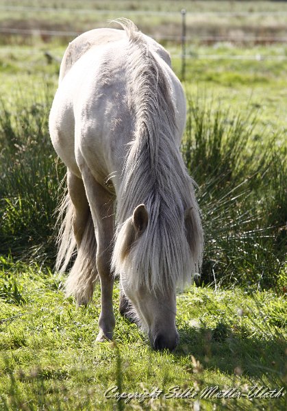 _MG_0042.JPG - Myrdal von Heidmoor