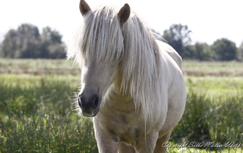 _MG_0043.JPG - Myrdal von Heidmoor