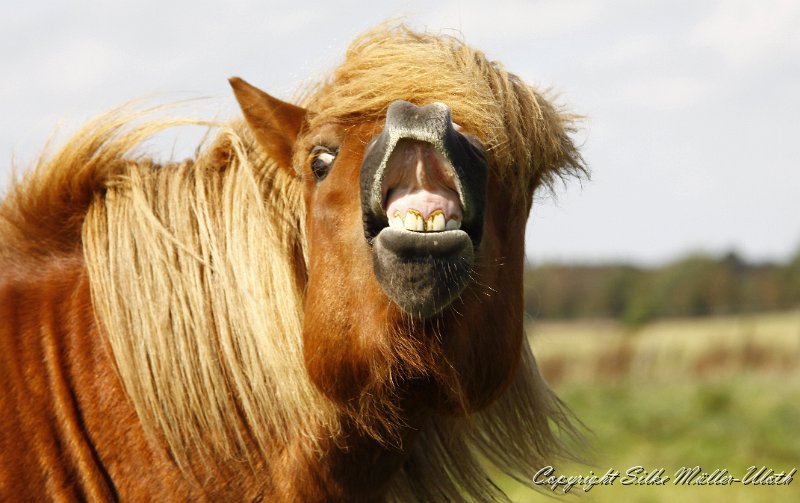 _MG_0052.JPG - Bjolan von Heidmoor