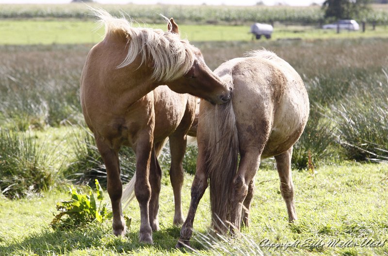 _MG_0059.JPG - Valur und Stormson