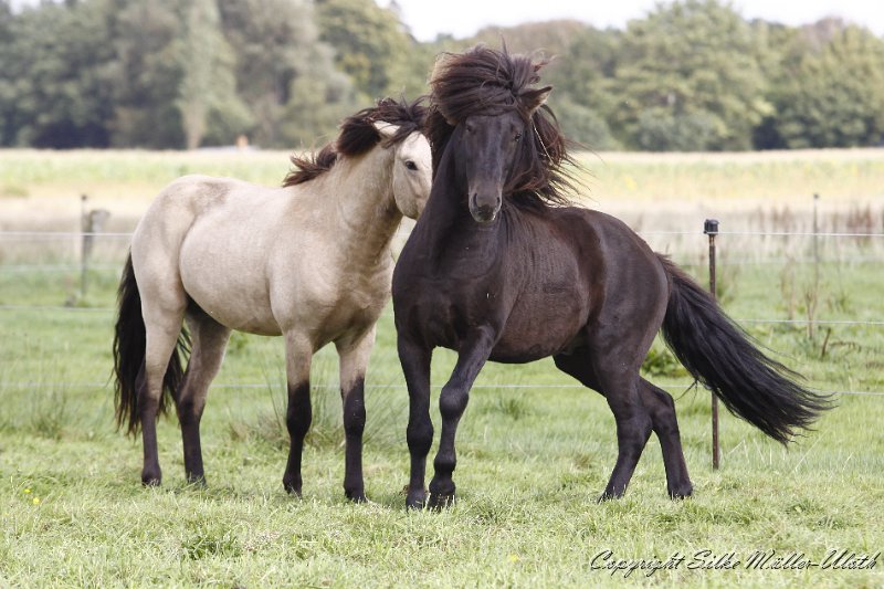 _MG_0082.JPG - David und Bragi