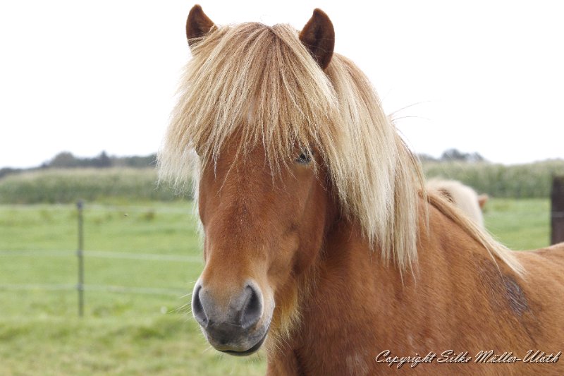 _MG_0105.JPG - Ljufur