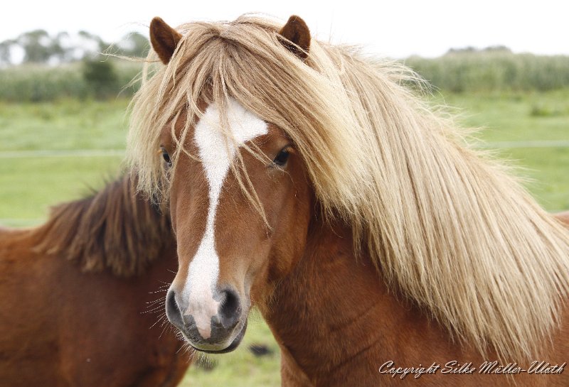 _MG_0109.JPG - Bjolan von Heidmoor