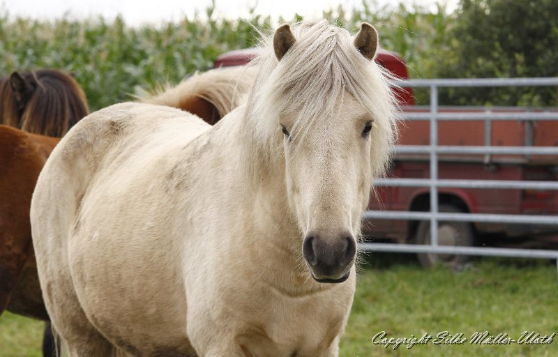 _MG_0111.JPG - Gloi von Heidmoor