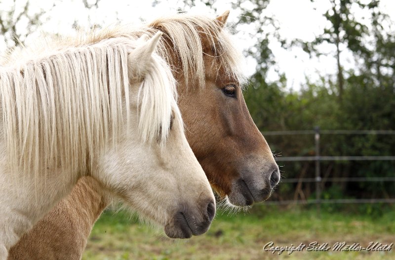 _MG_0113.JPG - Lysir und Gabriel