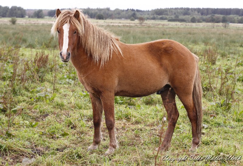 _MG_0115.JPG - Gabriel von Heidmoor