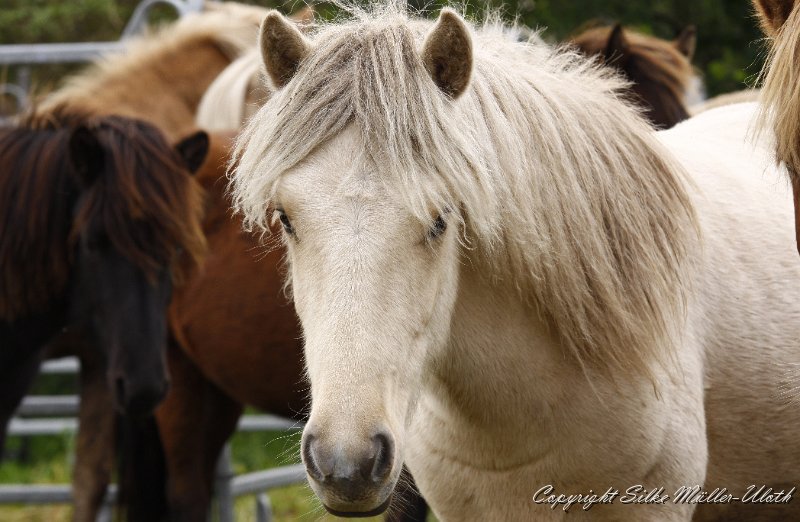 _MG_0130.JPG - Lysir von Heidmoor