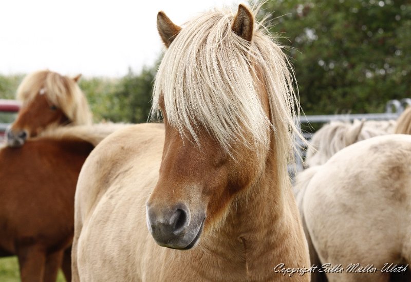 _MG_0132.JPG - Stormson von Heidmoor