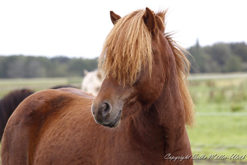 _MG_0144.JPG - Dreyri von Heidmoor