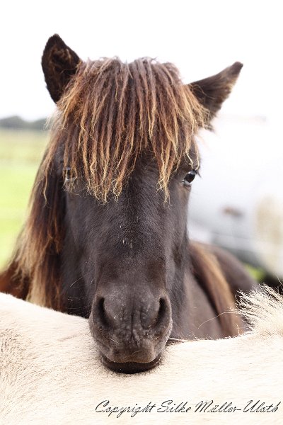 _MG_0152.JPG - Undrandi