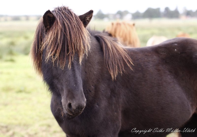_MG_0155.JPG - Askur von Heidmoor