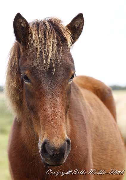 _MG_0190.JPG - Hrimnir von Heidmoor