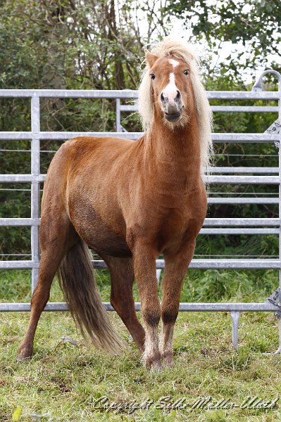 _MG_0196.JPG - Gliri - Wozu so ein Fanggatter doch gut sein kann.