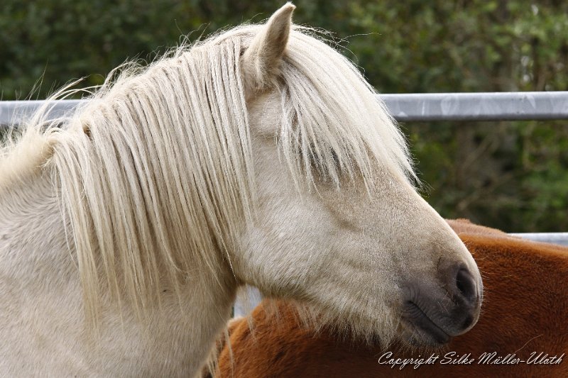 _MG_0203.JPG - Gloi von Heidmoor