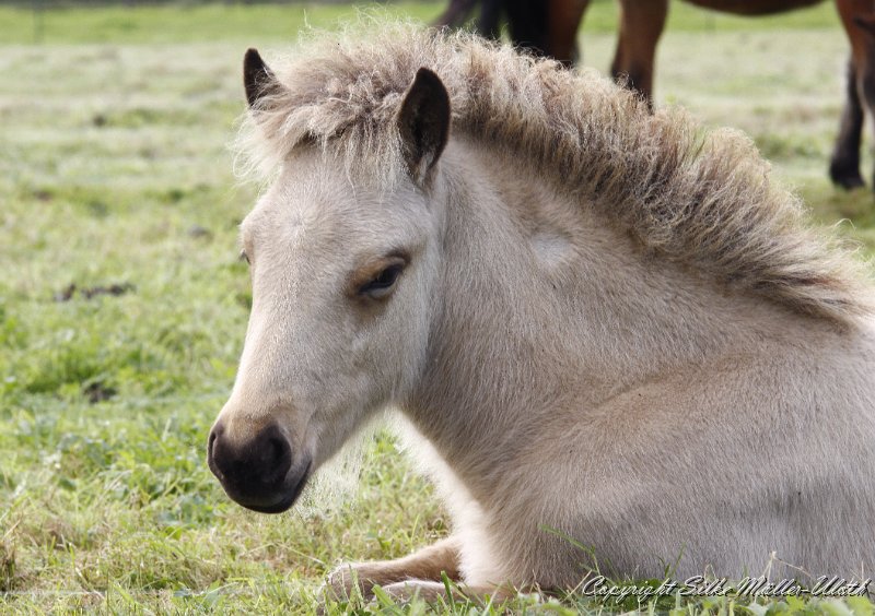 _MG_0209.JPG - Dagur