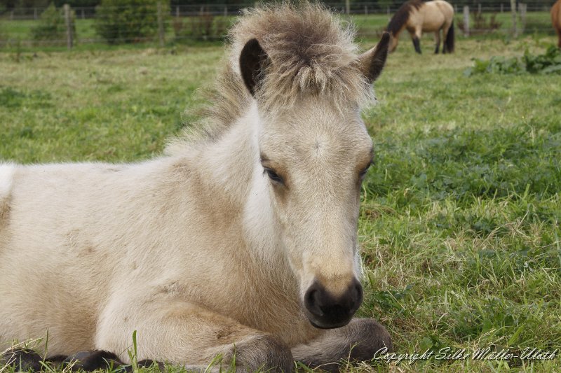 _MG_0219.JPG - Dagur