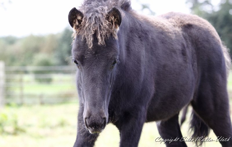 _MG_0235.JPG - Newton von Heidmoor