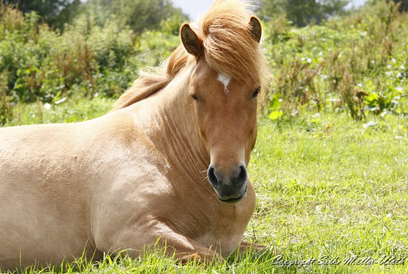 _MG_0351.JPG - Stian von Heidmoor mag es gerne auch mal gemuetlich