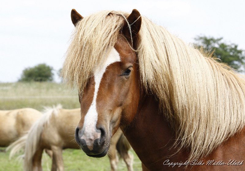 _MG_0354.JPG - Bjolan von Heidmoor (ein Gumi fra Strandarhoefdi Sohn)