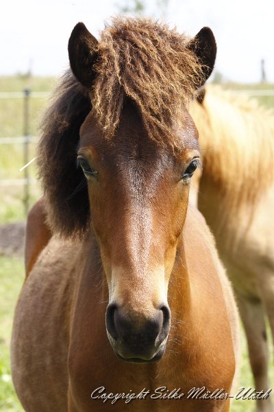 _MG_0369.JPG - Darwin von Heidmoor (ein Alvar fra Stora-Hofi Sohn von 2010)