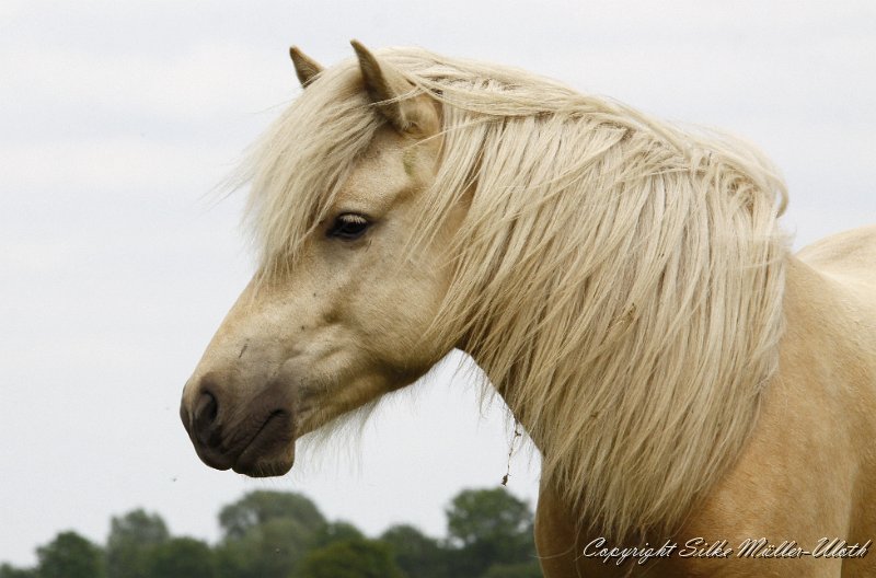 _MG_0401.JPG - Gloi von Heidmoor