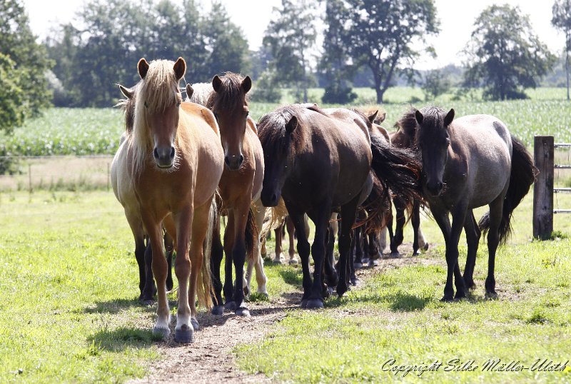 _MG_0500.JPG - Mitte Juli bei den Jungstuten