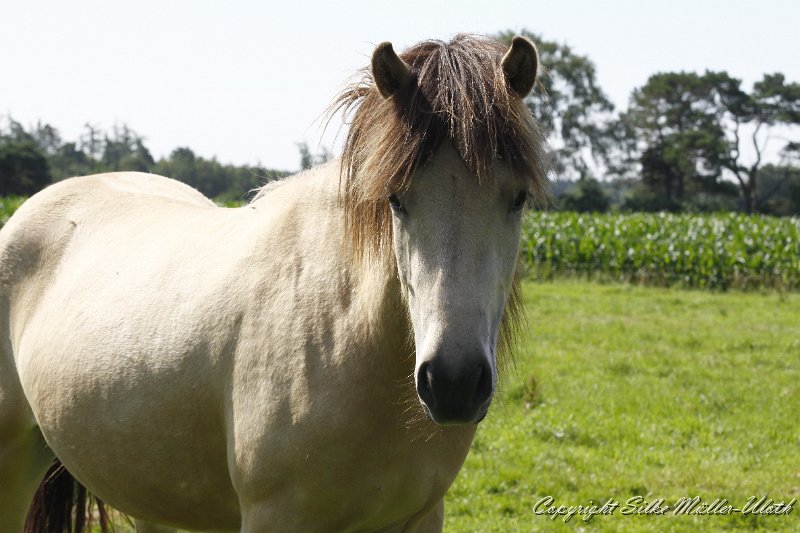 _MG_0508.JPG - Bjarndis von Heidmoor - eine Garpur von Carlshoej Tochter