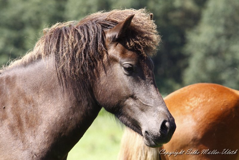 _MG_0523.JPG - Saedis von Heidmoor