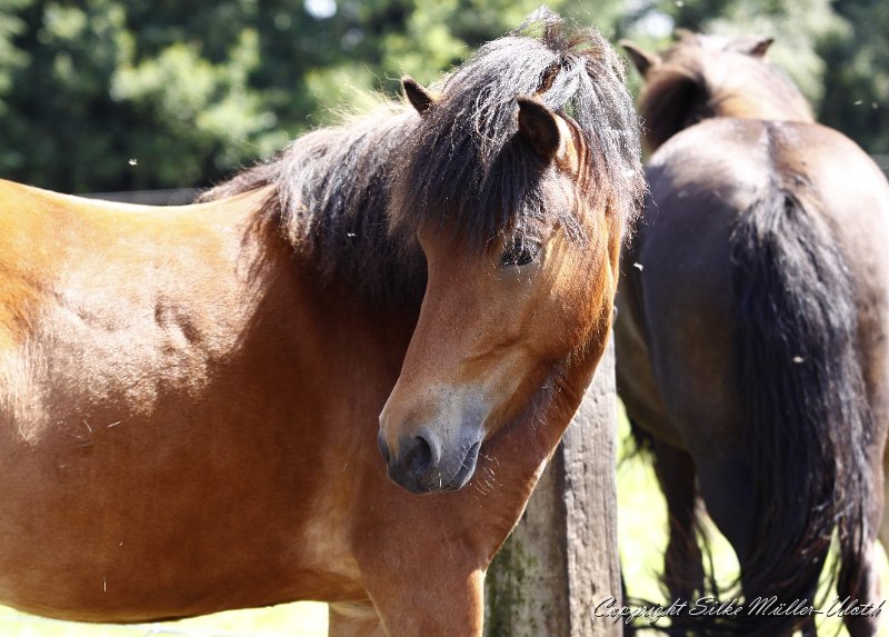 _MG_0533.JPG - Gina von Heidmoor