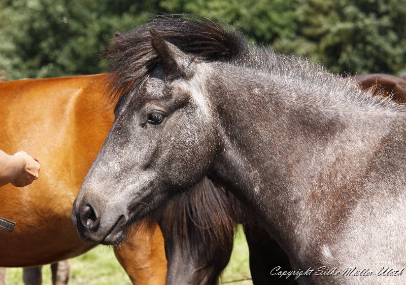 _MG_0563.JPG - Hlin von Heidmoor wird ihrer Mutter Arndis immer aehnlicher