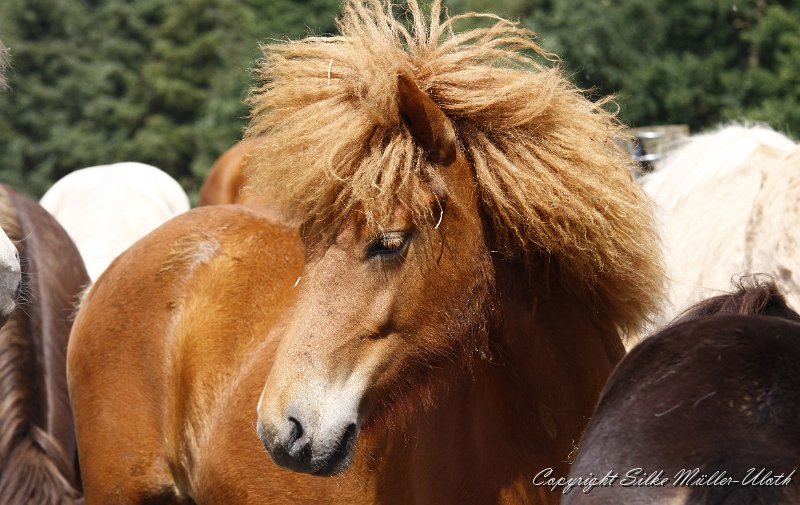 _MG_0595.JPG - Lenja von Heidmoor - eine Alvar fra Stora-Hofi Tochter aus 2010