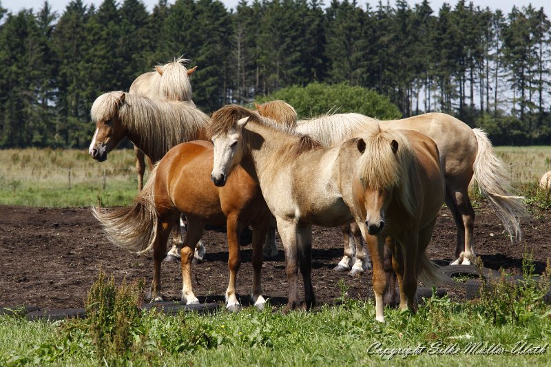 _MG_0602.JPG - Bei den Junghengsten ist in der warmen Sommersonne eher relaxen angesagt.