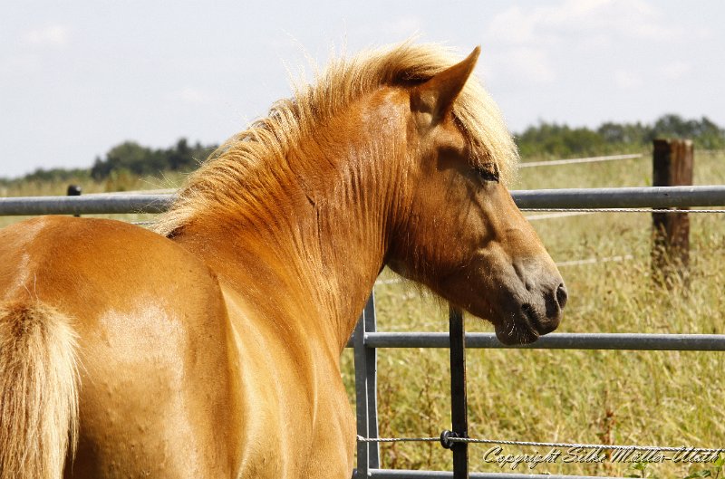 _MG_0606.JPG - Rikardur von Heidmoor