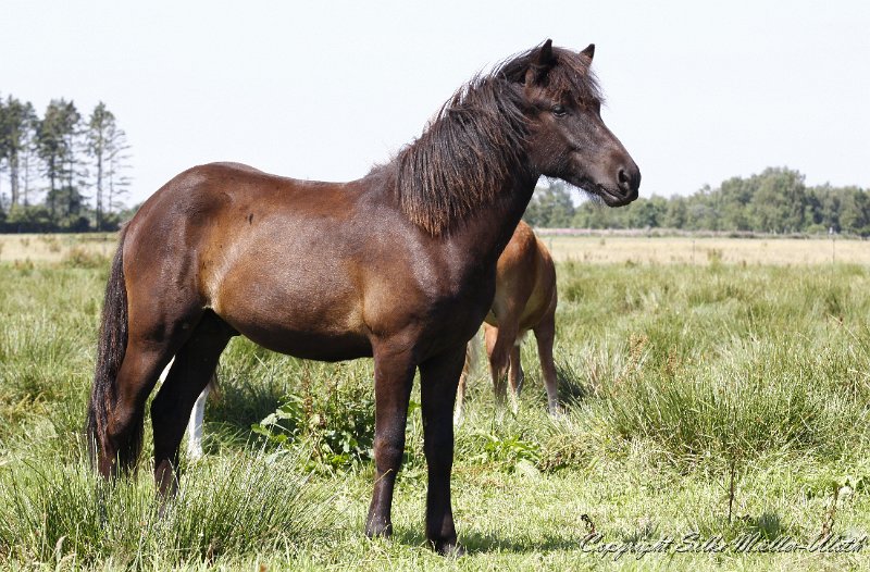 _MG_0616.JPG - Askur von Heidmoor - ein Alvar fra Stora-Hofi Sohn aus 2010