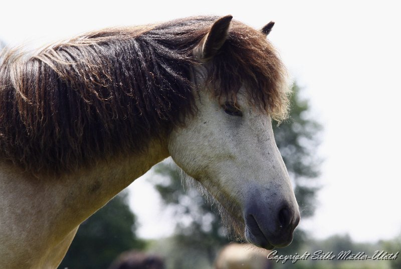 _MG_0626.JPG - Nelson von Heidmoor - ein Garpur von Carlshoej Sohn aus 2010
