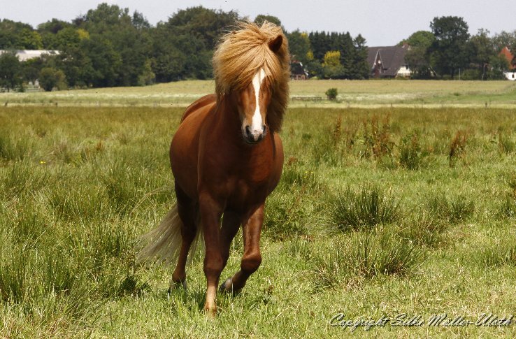 _MG_0627.JPG - Bjolan von Heidmoor - ein Gumi fra Strandarhoefdi Sohn aus 2008