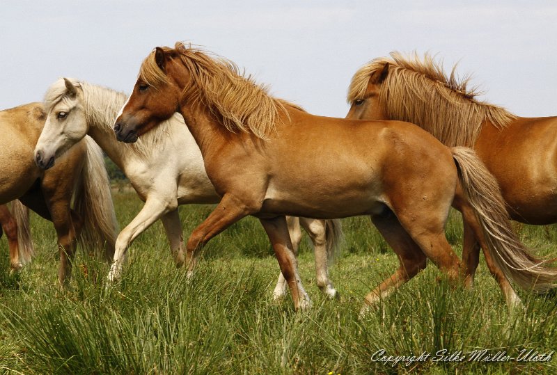 _MG_0643.JPG - Gabriel von Heidmoor