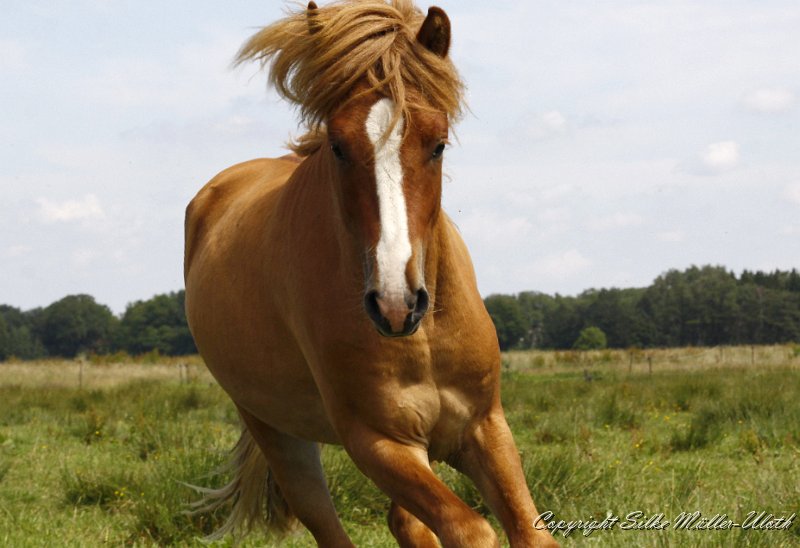 _MG_0650.JPG - Gabriel von Heidmoor - hatte an dem Tag keine Lust sich fotografieren zu lassen