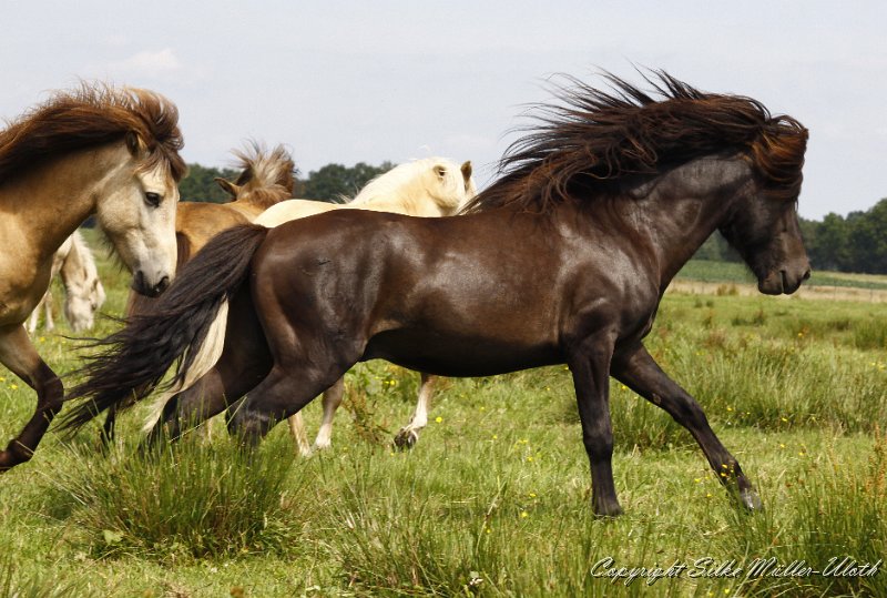 _MG_0664.JPG - Bragi