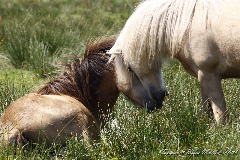 _MG_0683.JPG - Fokus und Gloi
