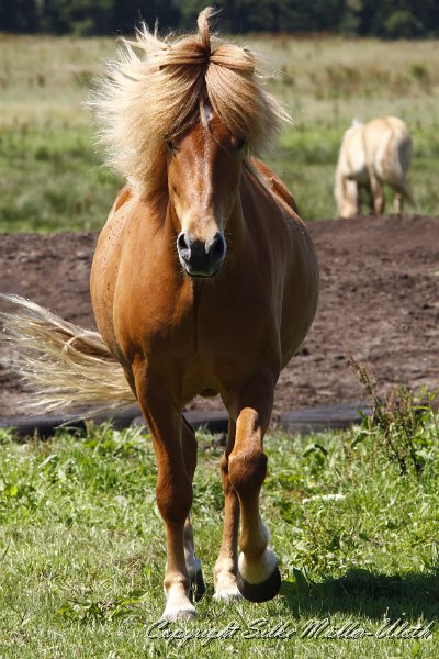 _MG_0699.JPG - Ljufur von Heidmoor