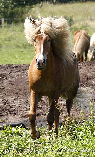 _MG_0705.JPG - Gliri von Heidmoor