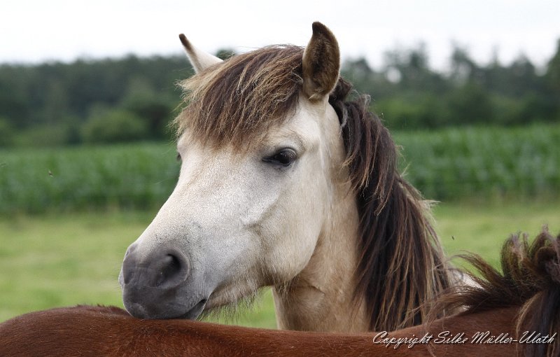 _MG_0744.JPG - Bjarndis von Heidmoor