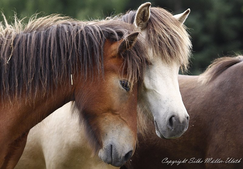 _MG_0757.JPG - Hetja und Bjarndis