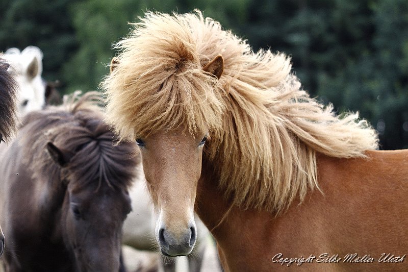 _MG_0761.JPG - Lenja von Heidmoor - eine Alvar fra Stora-Hofi Tochter aus 2010