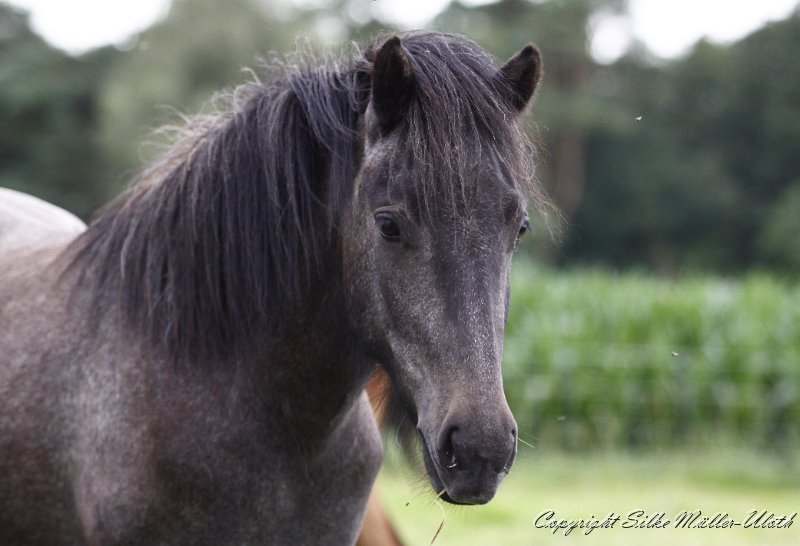_MG_0777.JPG - Hlin von Heidmoor - eine Heimur fra Votmula I Totcher