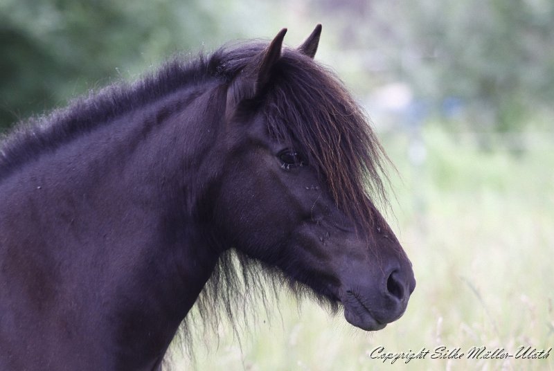 _MG_0800.JPG - Orka fra Irafossi